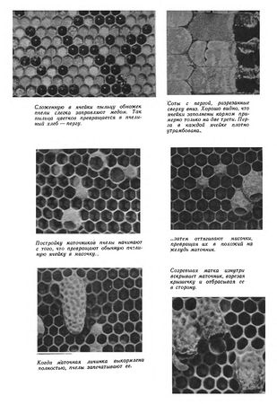 Иосиф Халифман - Пароль скрещенных антенн