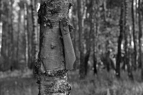 Олег Ермаков - Вокруг света