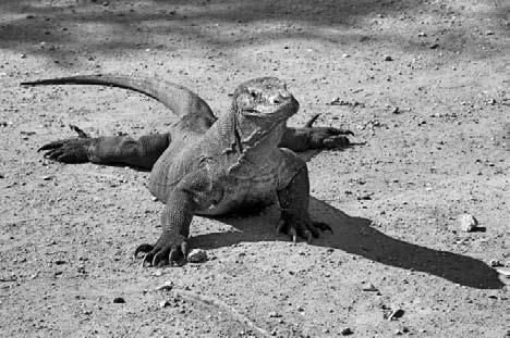 Дмитрий Ковпак - Олимпийское спокойствие. Как его достичь?