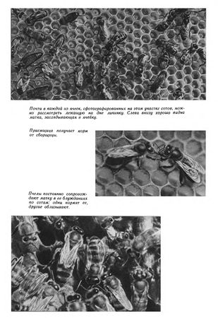 Иосиф Халифман - Пароль скрещенных антенн