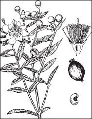 Ольга Мизирева, Любовь Губарева и др. - Экология человека: практикум для вузов