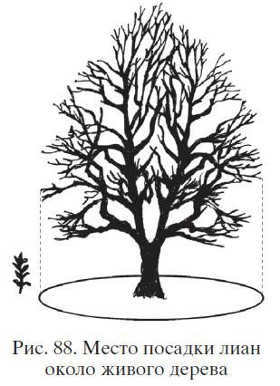 Николай Звонарев - Садово-огородные хитрости. Постройки и инвентарь