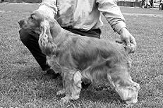 Марина Куропаткина - Спаниели