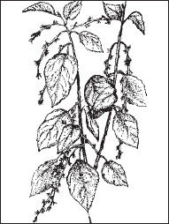 Ольга Мизирева, Любовь Губарева и др. - Экология человека: практикум для вузов