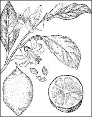 Ольга Мизирева, Любовь Губарева и др. - Экология человека: практикум для вузов