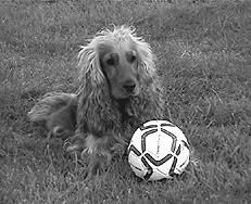 Марина Куропаткина - Спаниели