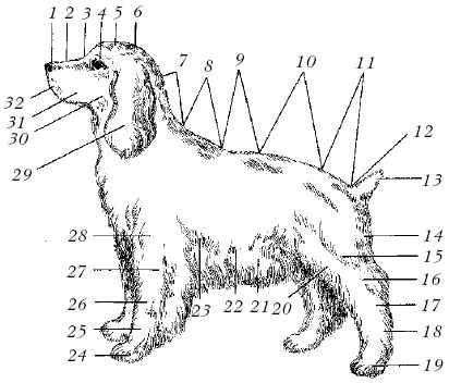 Марина Куропаткина - Спаниели