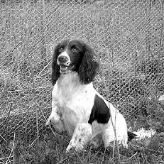 Марина Куропаткина - Спаниели
