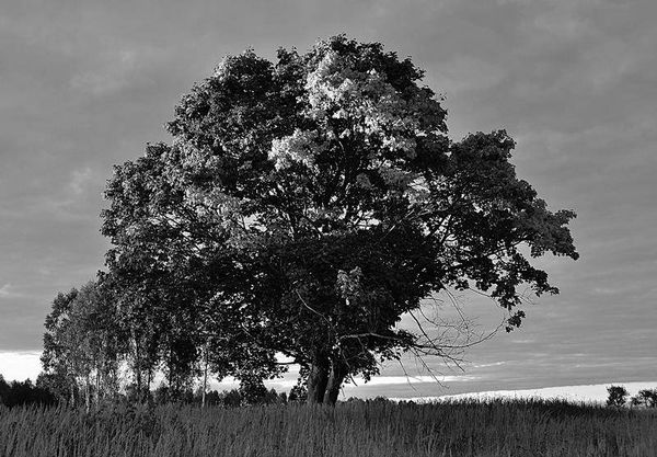 Олег Ермаков - Вокруг света