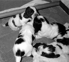 Марина Куропаткина - Спаниели