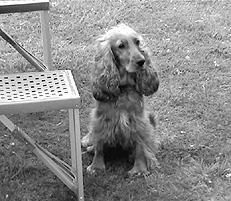 Марина Куропаткина - Спаниели