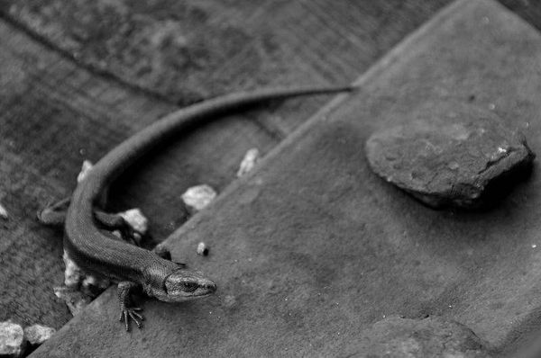 Олег Ермаков - Вокруг света