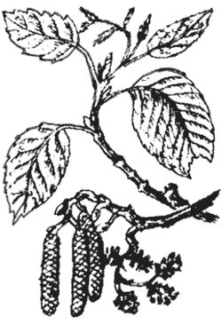 Агафья Звонарева - Лучшие народные лекарства