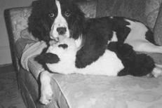 Марина Куропаткина - Спаниели