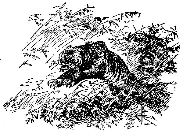 Жозеф Рони-старший - Борьба за огонь. Доисторический роман