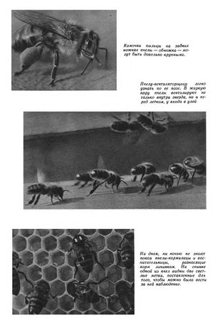 Иосиф Халифман - Пароль скрещенных антенн