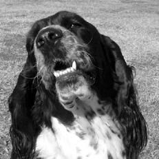 Марина Куропаткина - Спаниели