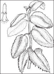 Ольга Мизирева, Любовь Губарева и др. - Экология человека: практикум для вузов