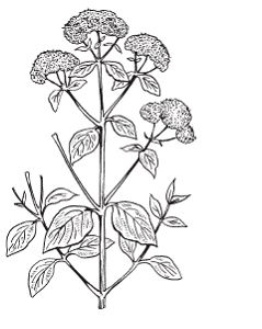 Светлана Хворостухина - Всё о специях