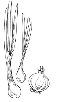 Светлана Хворостухина - Всё о специях