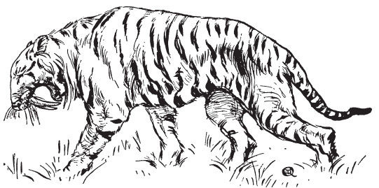 Чарльз Квеннелл, Марджори Квеннелл - Первобытные люди. Быт, религия, культура