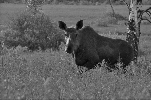 Олег Ермаков - Покинутые или Безумцы