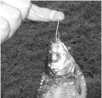 Александр Пышков, Сергей Смирнов - Правильное копчение и вяление рыбы