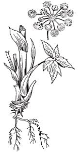 Светлана Хворостухина - Всё о специях