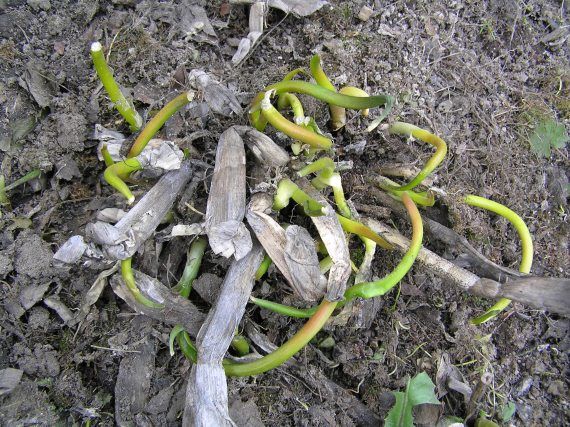 Андрей Кашкаров - Экологически чистые продукты на вашем участке. Практическая...