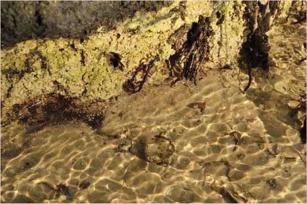 Олег Ермаков - Покинутые или Безумцы