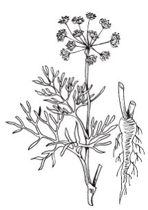 Светлана Хворостухина - Всё о специях