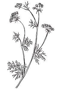 Светлана Хворостухина - Всё о специях