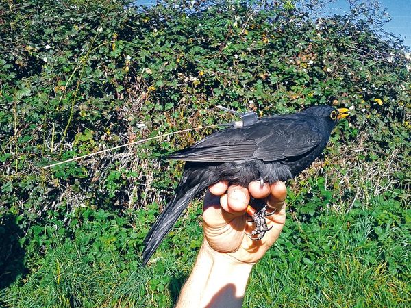 Александр Пшера - Интернет животных. Новый диалог между человеком и природой