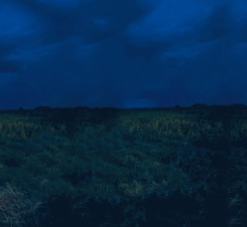 Александр Пшера - Интернет животных. Новый диалог между человеком и природой