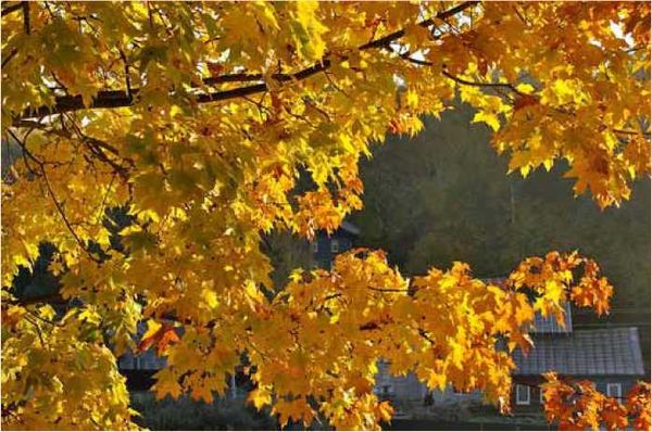 Олег Ермаков - Покинутые или Безумцы