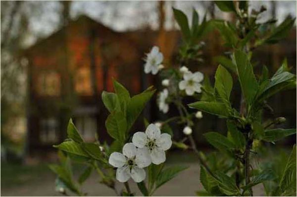 Олег Ермаков - Покинутые или Безумцы