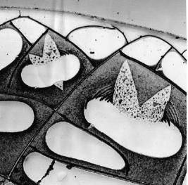 Михаил Кутушов - Зеркальные болезни. Рак, диабет, шизофрения, аллергия