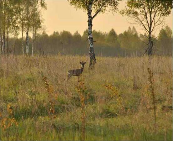 Олег Ермаков - Покинутые или Безумцы