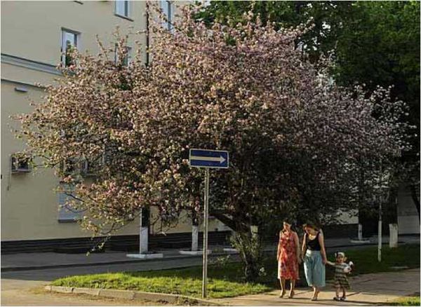 Олег Ермаков - Покинутые или Безумцы