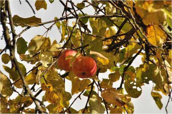Олег Ермаков - Покинутые или Безумцы