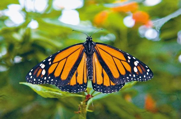 Александр Пшера - Интернет животных. Новый диалог между человеком и природой