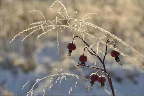 Олег Ермаков - Покинутые или Безумцы