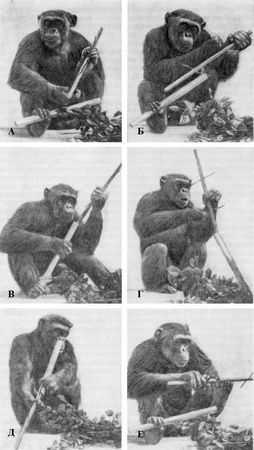 З. Зорина, А. Смирнова - О чем рассказали "говорящие" обезьяны:...