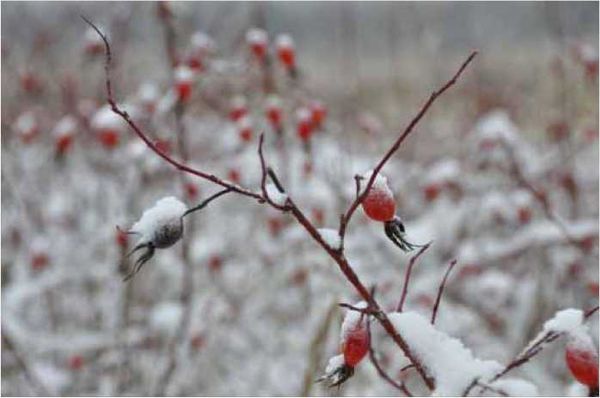 Олег Ермаков - Покинутые или Безумцы