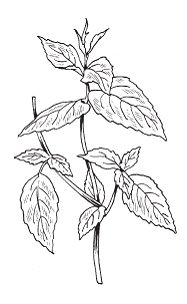 Светлана Хворостухина - Всё о специях