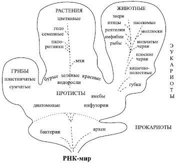 Михаил Кутушов - Зеркальные болезни. Рак, диабет, шизофрения, аллергия