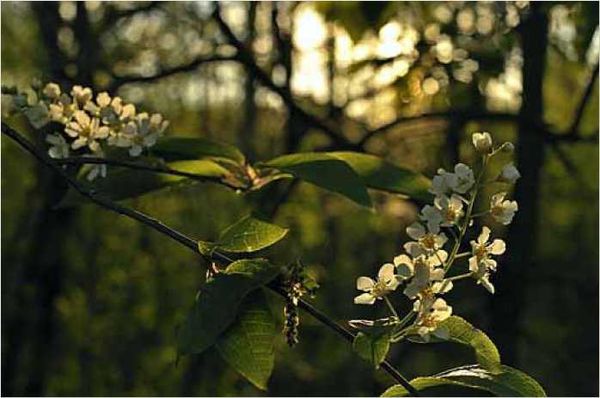 Олег Ермаков - Покинутые или Безумцы