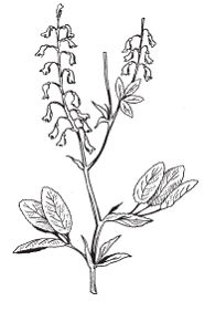 Светлана Хворостухина - Всё о специях