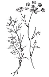 Светлана Хворостухина - Всё о специях