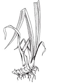 Светлана Хворостухина - Всё о специях